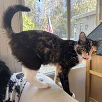 Thumbnail photo of Duchess (107) #2