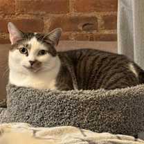 Thumbnail photo of Mocha #1