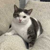 Thumbnail photo of Rocco #2