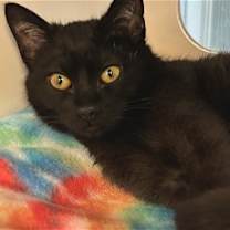 Thumbnail photo of Raven #4