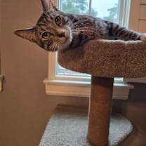Thumbnail photo of FERRIS #1