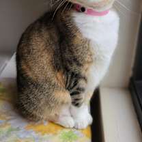 Thumbnail photo of Scarlet #1