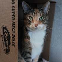 Thumbnail photo of Scarlet #2