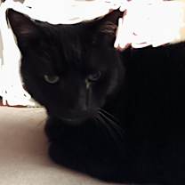 Thumbnail photo of Captain Kirk #1