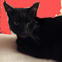 Thumbnail photo of Captain Kirk #2