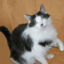 Thumbnail photo of Tallulah #1