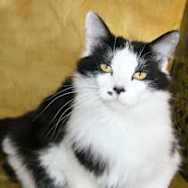 Thumbnail photo of Tallulah #2