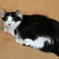 Thumbnail photo of Tallulah #3