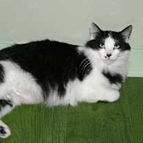 Thumbnail photo of Tallulah #4