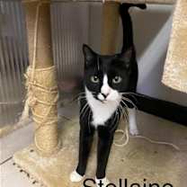 Thumbnail photo of Stellaine #2
