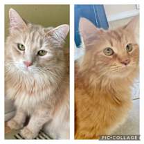 Thumbnail photo of Hulk & Hogan #1