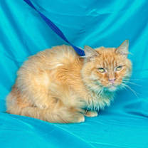 Thumbnail photo of ORANGE #1
