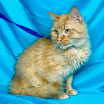 Thumbnail photo of ORANGE #2