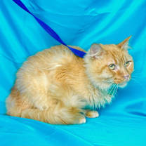 Thumbnail photo of ORANGE #3