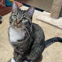 Thumbnail photo of Snoopy #2