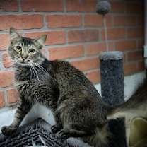 Thumbnail photo of Fabi #1