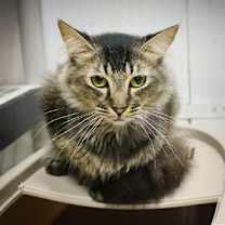 Thumbnail photo of Fabi #2