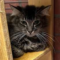 Thumbnail photo of Fabi #3