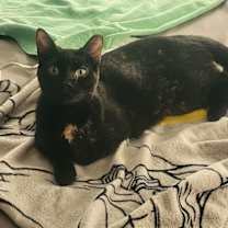Thumbnail photo of Echo #2