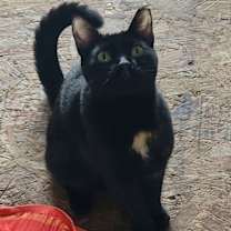 Thumbnail photo of Echo #4