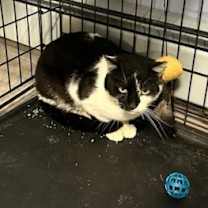 Thumbnail photo of Billy - Melville #3