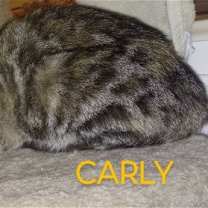 Thumbnail photo of CARLY #2