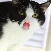 Thumbnail photo of Oreo #2