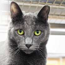 Thumbnail photo of Pencil #1