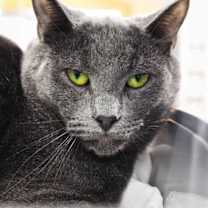 Thumbnail photo of Pencil #3