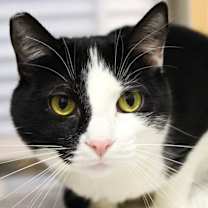 Thumbnail photo of Oreo #1
