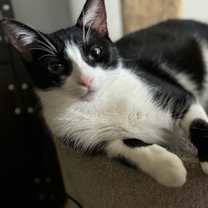 Thumbnail photo of Deuce #1