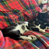 Thumbnail photo of Deuce #4