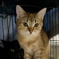 Thumbnail photo of CAYENNE #1