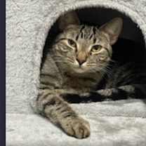 Thumbnail photo of Mickey #1