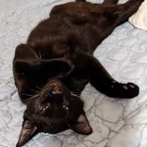 Thumbnail photo of Cyrus #2