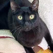 Thumbnail photo of Bear #4