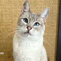 Thumbnail photo of Merlin #1