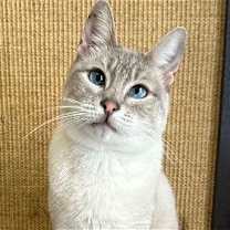 Thumbnail photo of Merlin #2