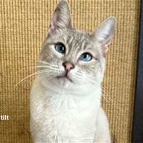 Thumbnail photo of Merlin #3
