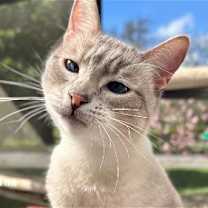 Thumbnail photo of Merlin #4