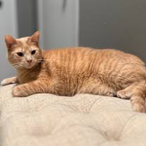 Thumbnail photo of Cookie (Bonded with Crumble) #2