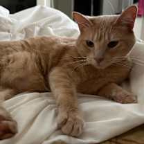 Thumbnail photo of Cookie (Bonded with Crumble) #3