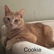 Thumbnail photo of Cookie (Bonded with Crumble) #4