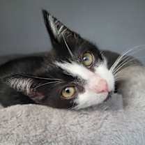 Thumbnail photo of Pip #1