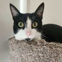 Thumbnail photo of Pip #3