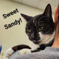 Thumbnail photo of Sandy #3