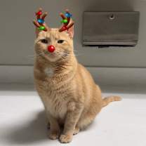 Thumbnail photo of Kizzy #1