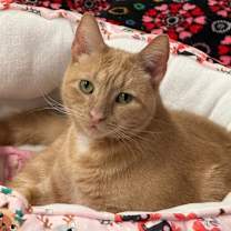 Thumbnail photo of Kizzy #2