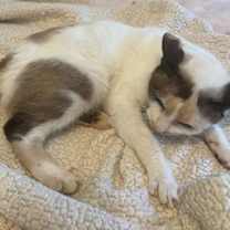 Thumbnail photo of Allie #2