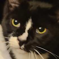 Thumbnail photo of Salmon #1